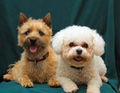 Chuckie and Buddie, Pauline's little darlings !