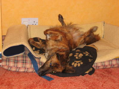 Scooby Resting again !